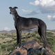 Image for article titled 12 More Real Animals We Can’t Believe Aren't Pokémon